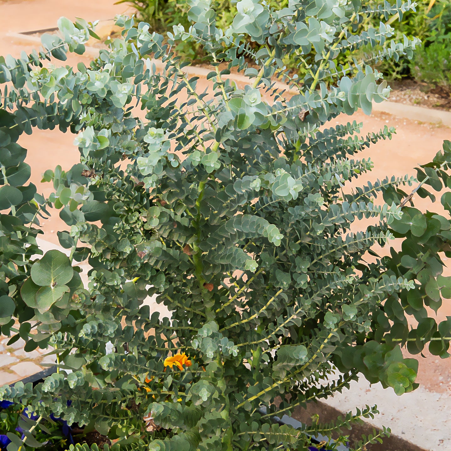 Bakker Eucalyptus Silver Dollar cinerea pot 1.3L 20-45cm