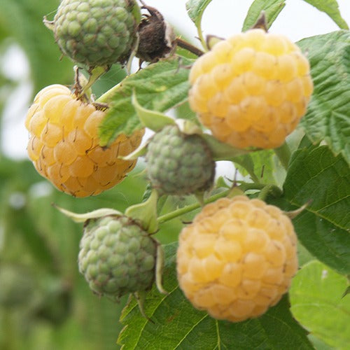 Bakker Fruitiers Framboisier Fallgold remontant 2 racines nues