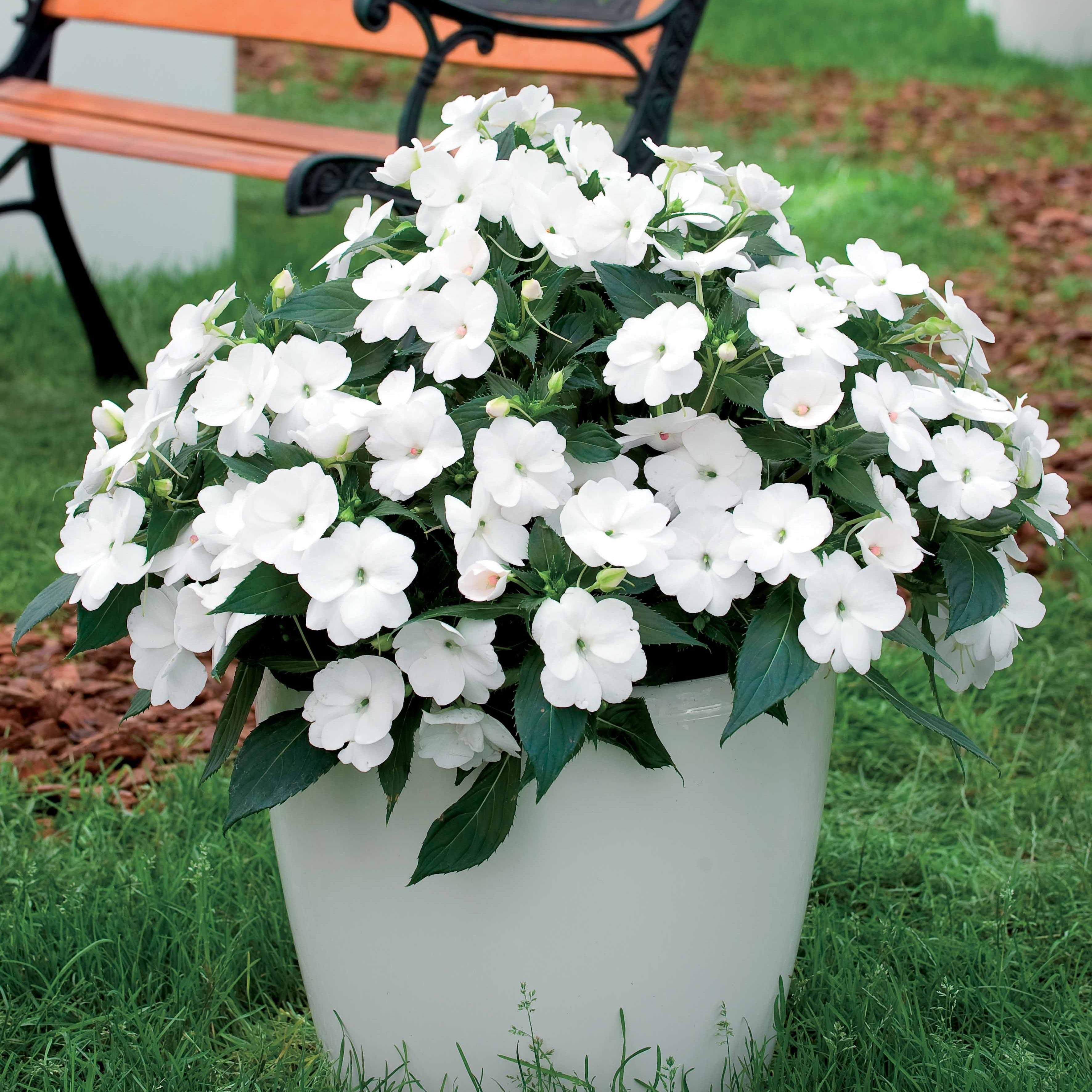 Bakker Vivaces 3 Sunpatiens blanc pots Ø12cm soleil