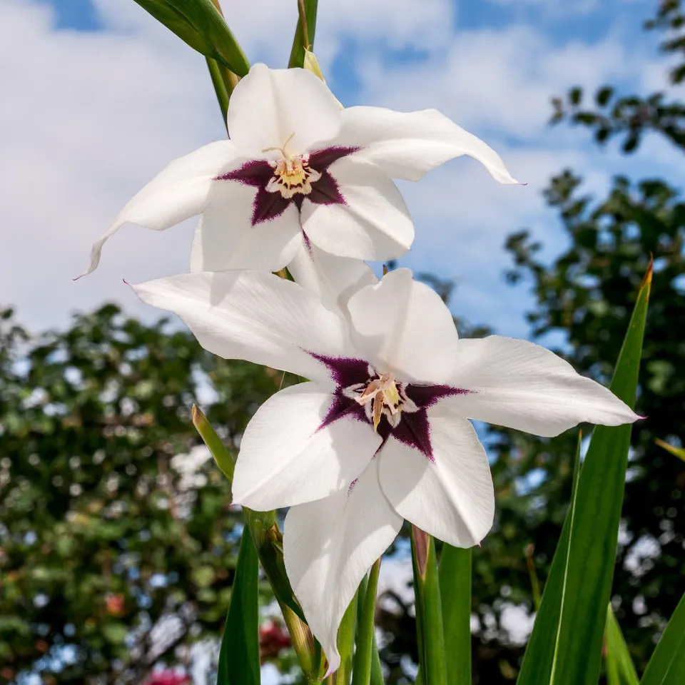 Bakker Glaïeuls d'Abyssinie 30 bulbes 8-9 cm blanc parfumé