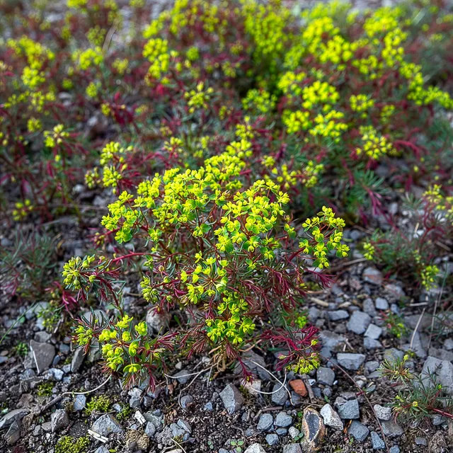 Bakker Euphorbe Clarice Howard vivace pot Ø 9cm jaune