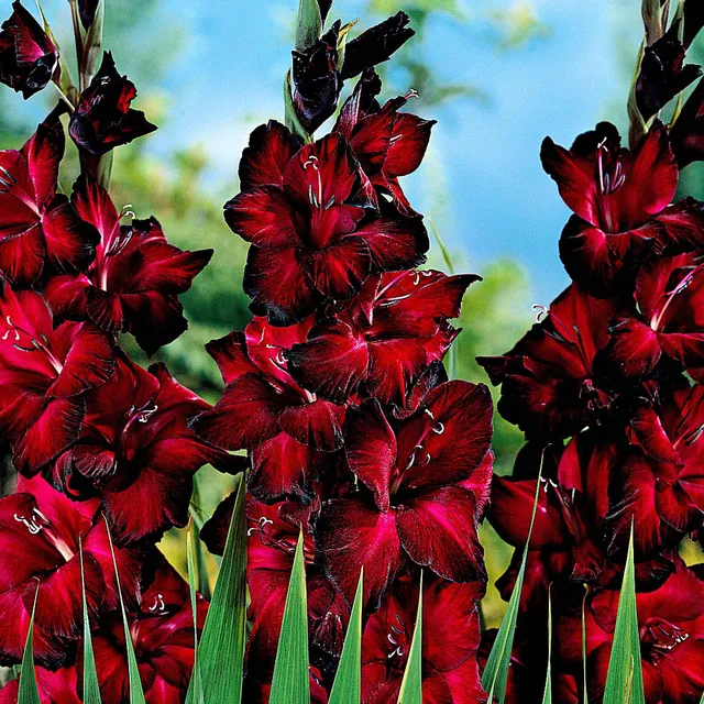 Bakker 25 Glaïeuls Black Jack bulbes rouges sachet 25