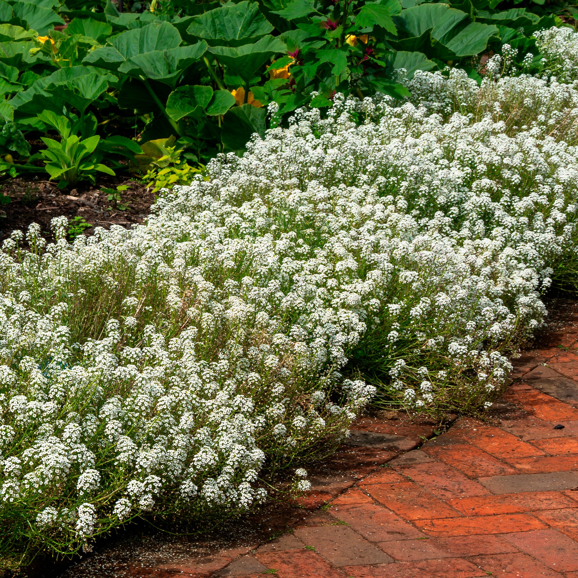 Bakker Alysse odorant plante terrasse pot Ø 10,5 cm fleur blanche