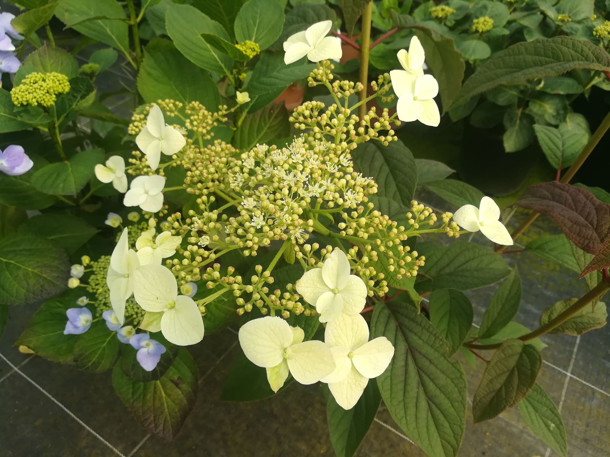 Xanthoneura Hydrangea heteromalla hortensia godet
