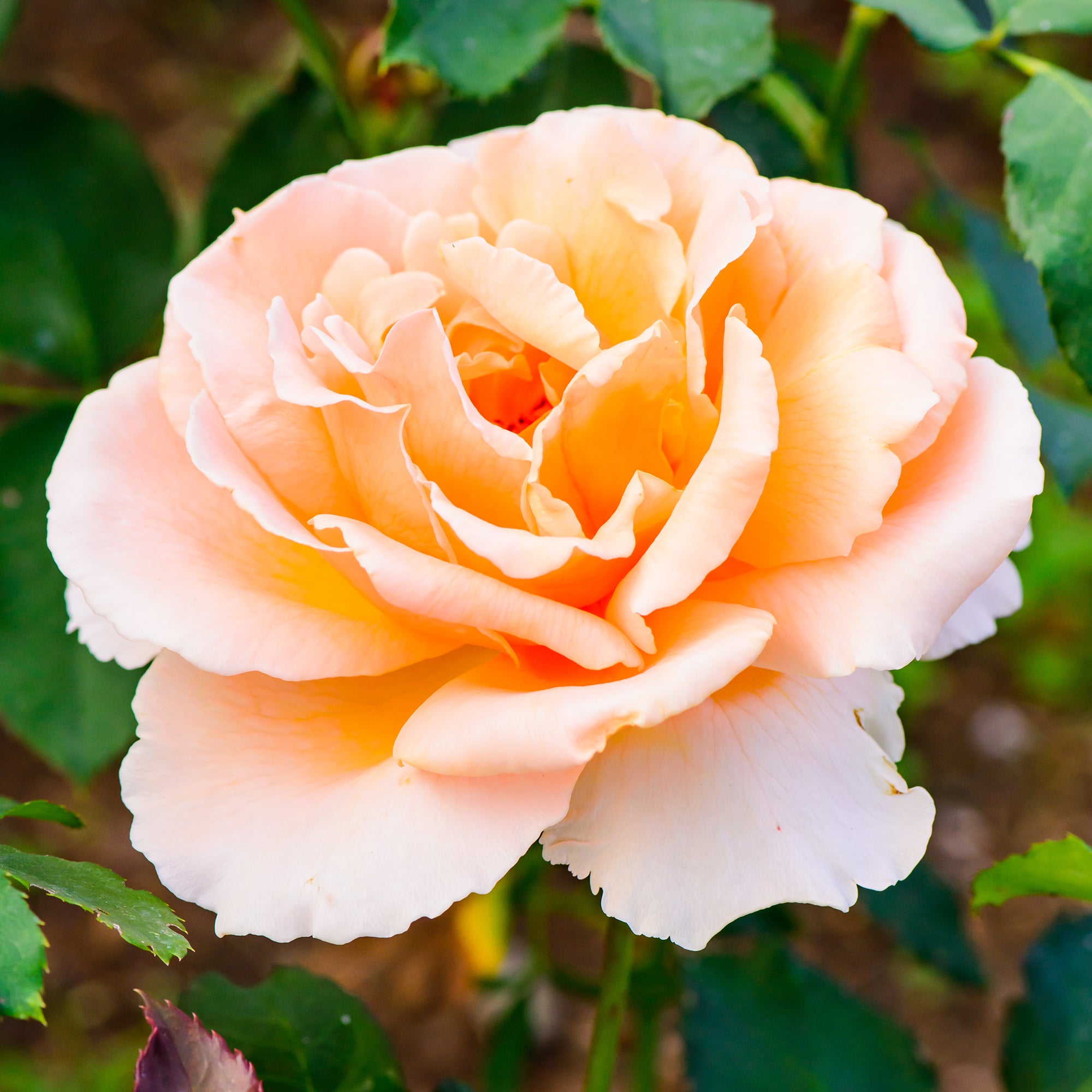 Bakker Just Joey rosier buisson pot 4L fleur saumon parfumé
