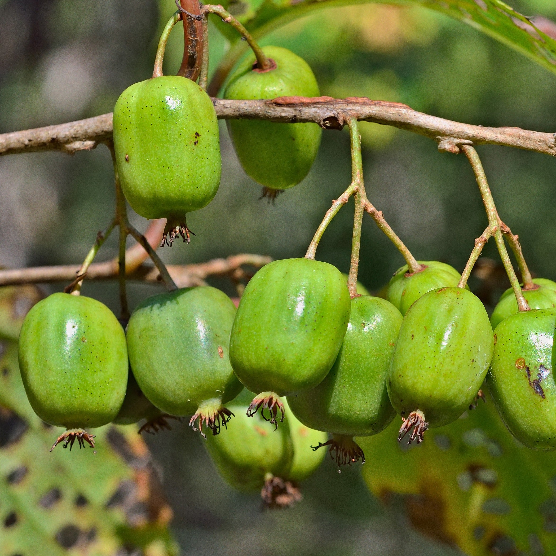 Bakker Actinidia Issai kiwi autofertile pot 2L