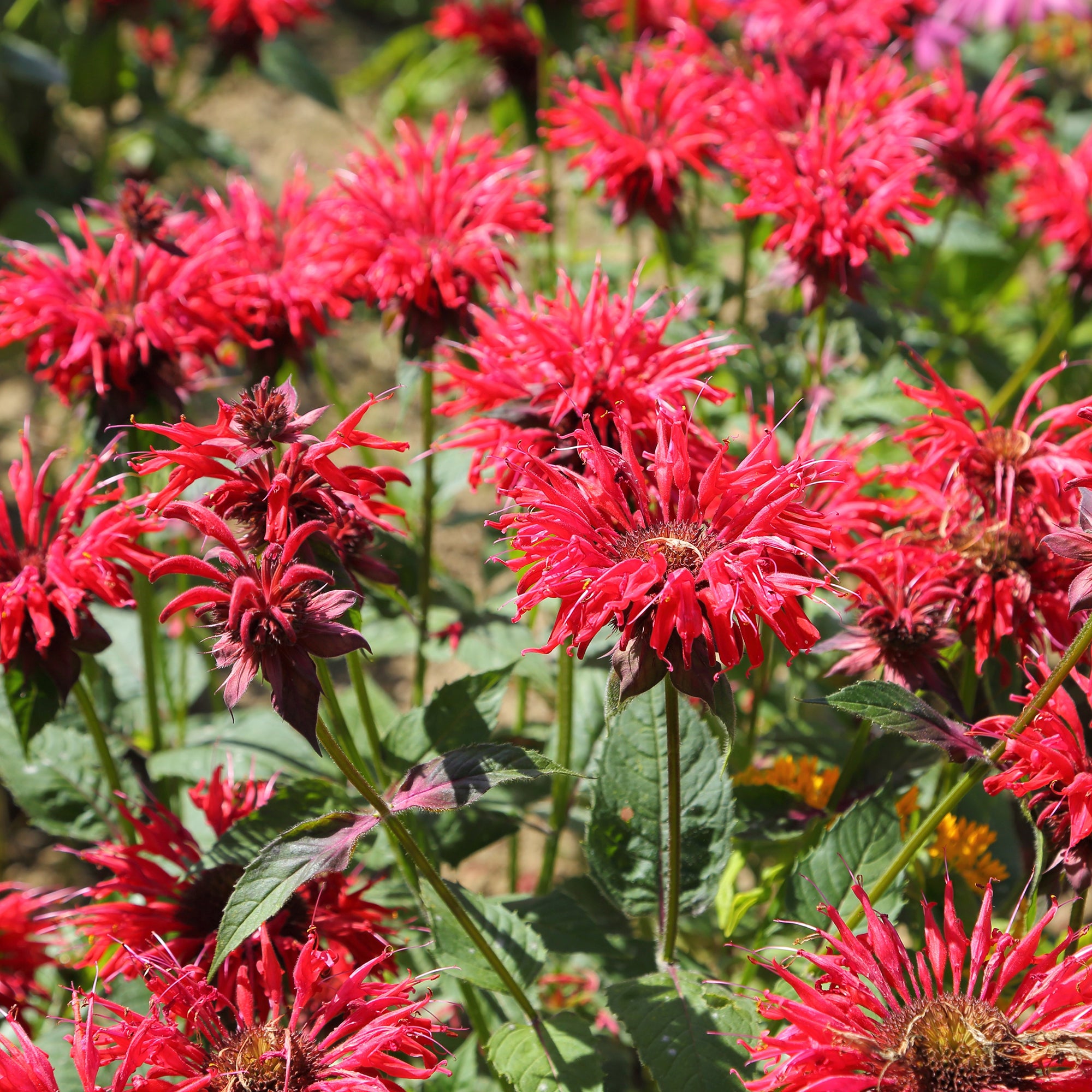 Bakker Monarde écarlate plante vivace pot 9cm rouge