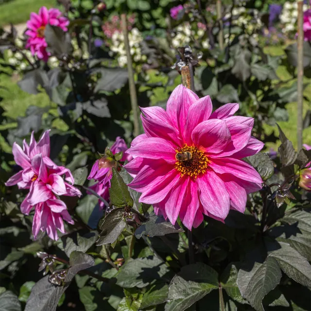 Bakker Fascination dahlia nain sachet 1 bulbe fleurs roses