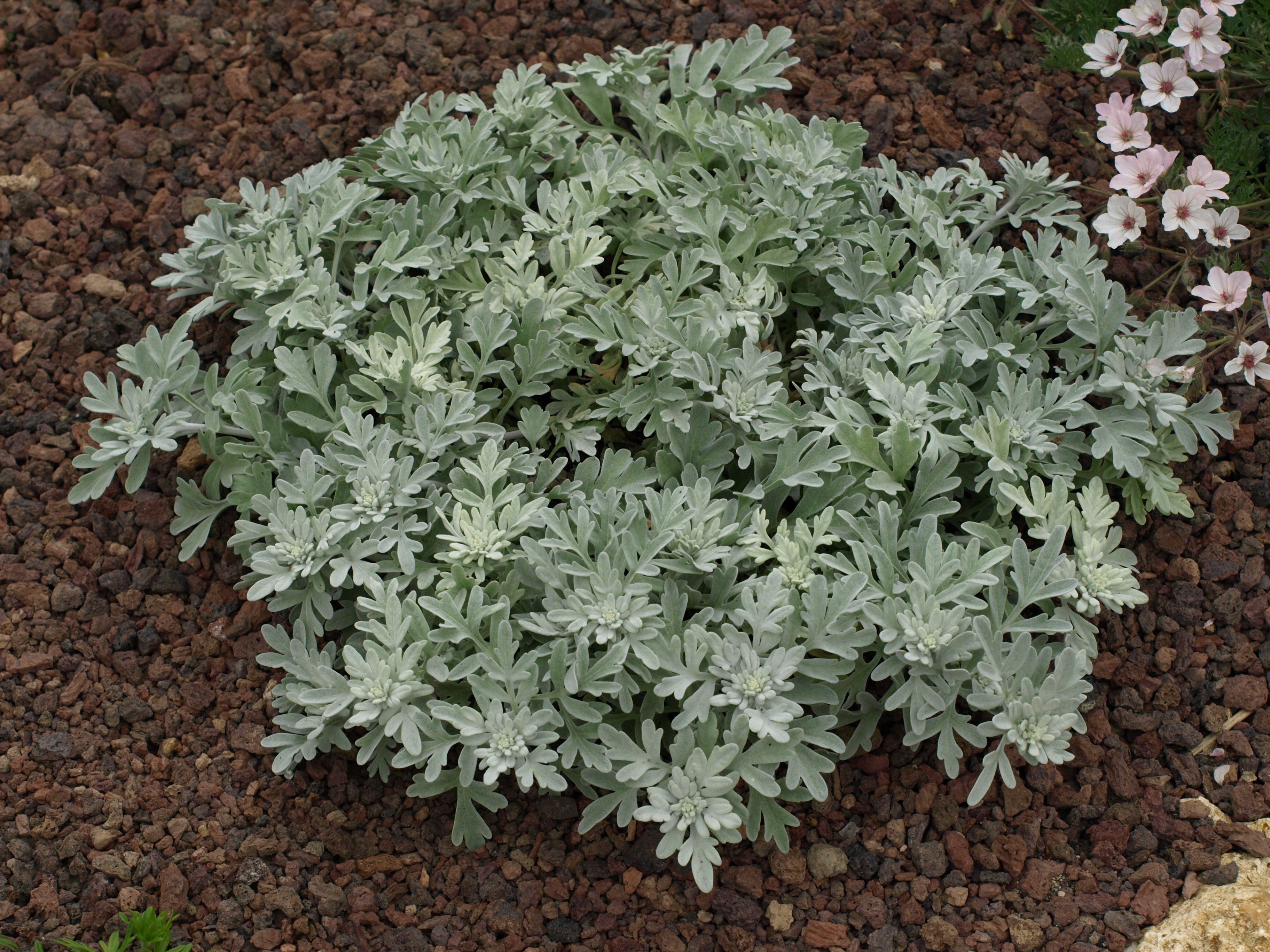 Passion Vivaces ARTEMISIA stellariana Morris Form vivace pot 1L blanc