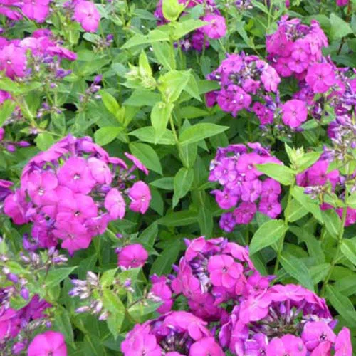 Bakker Phlox The King Vivace violette Pot 9cm