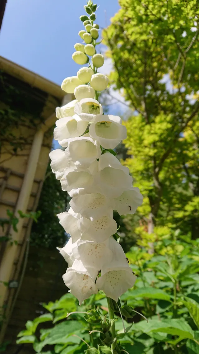 Passion Vivaces Digitalis Glory of Roudway digitale godet fleurs blanches