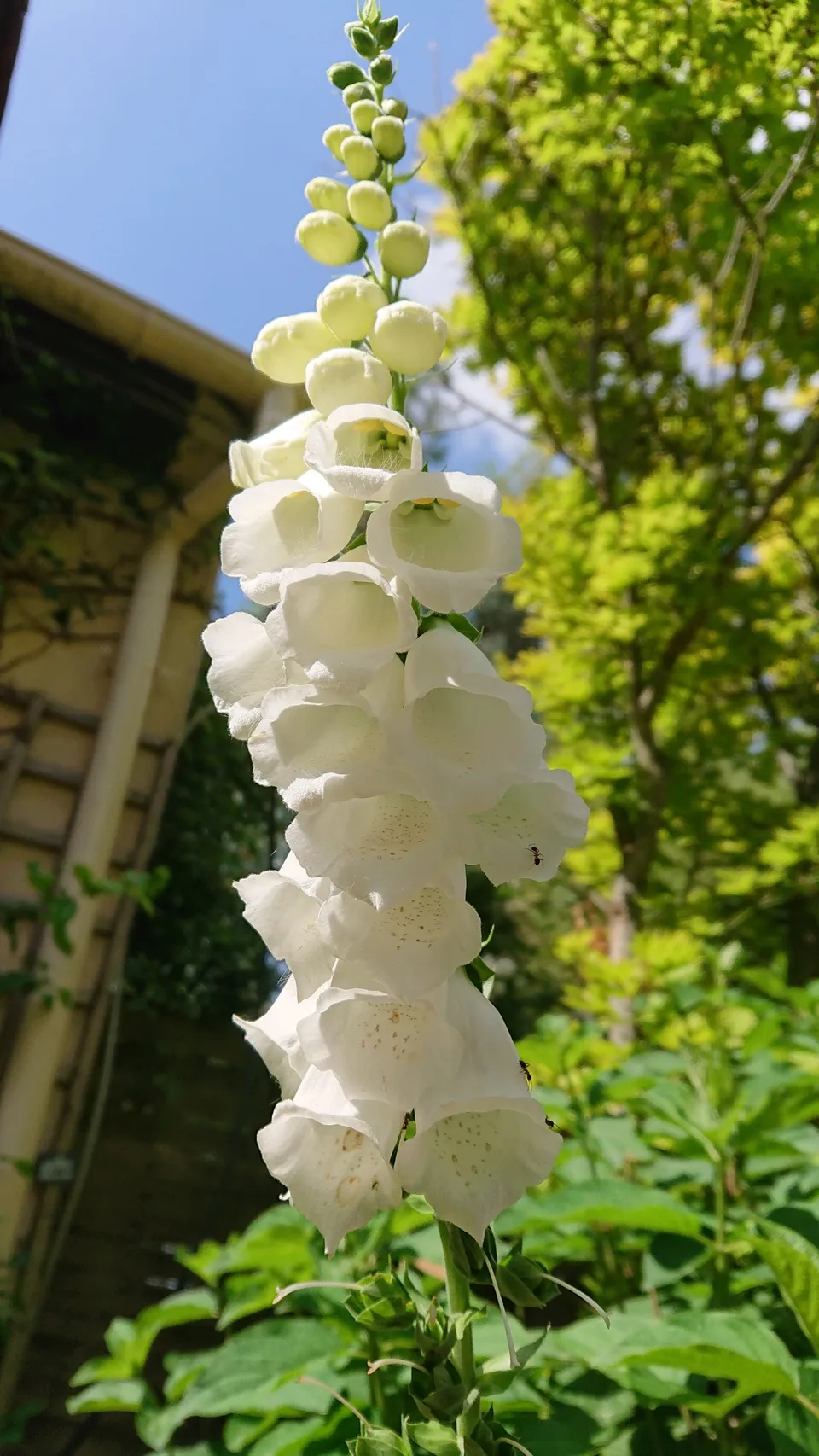 Passion Vivaces Digitalis Glory of Roudway digitale godet fleurs blanches