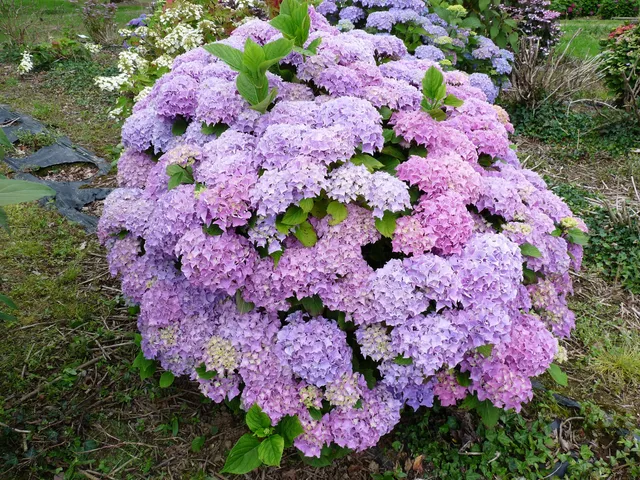 Les Hortensias du Haut Bois Floralia hortensia fleurs rondes godet