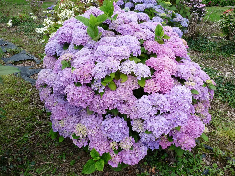 Les Hortensias du Haut Bois Floralia hortensia fleurs rondes godet