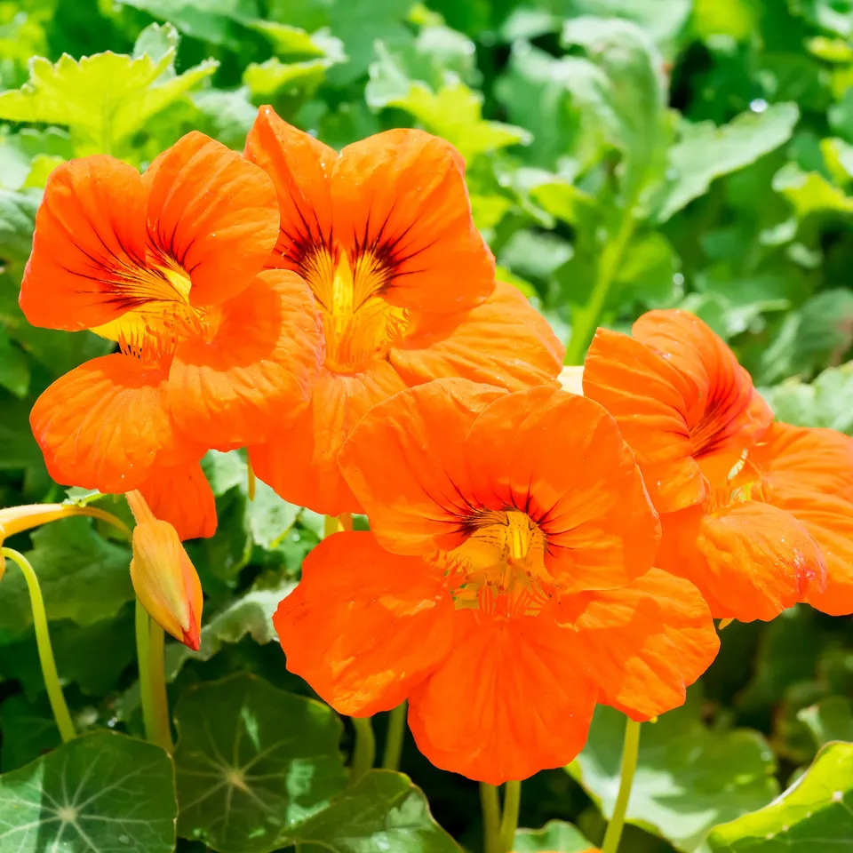 Bakker Capucine orange plante terrasse pot 13cm comestible soleil