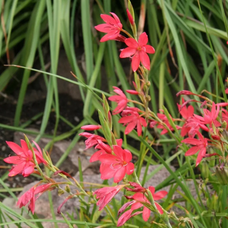 Passion Vivaces Schizostylis coccinea lys des Cafres rouge