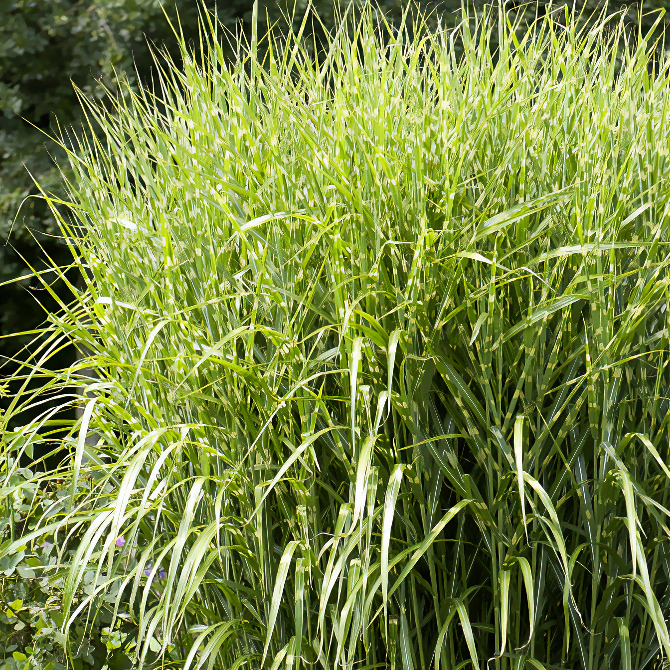 Bakker Zebrinus eulalie rayée pot Ø9 cm