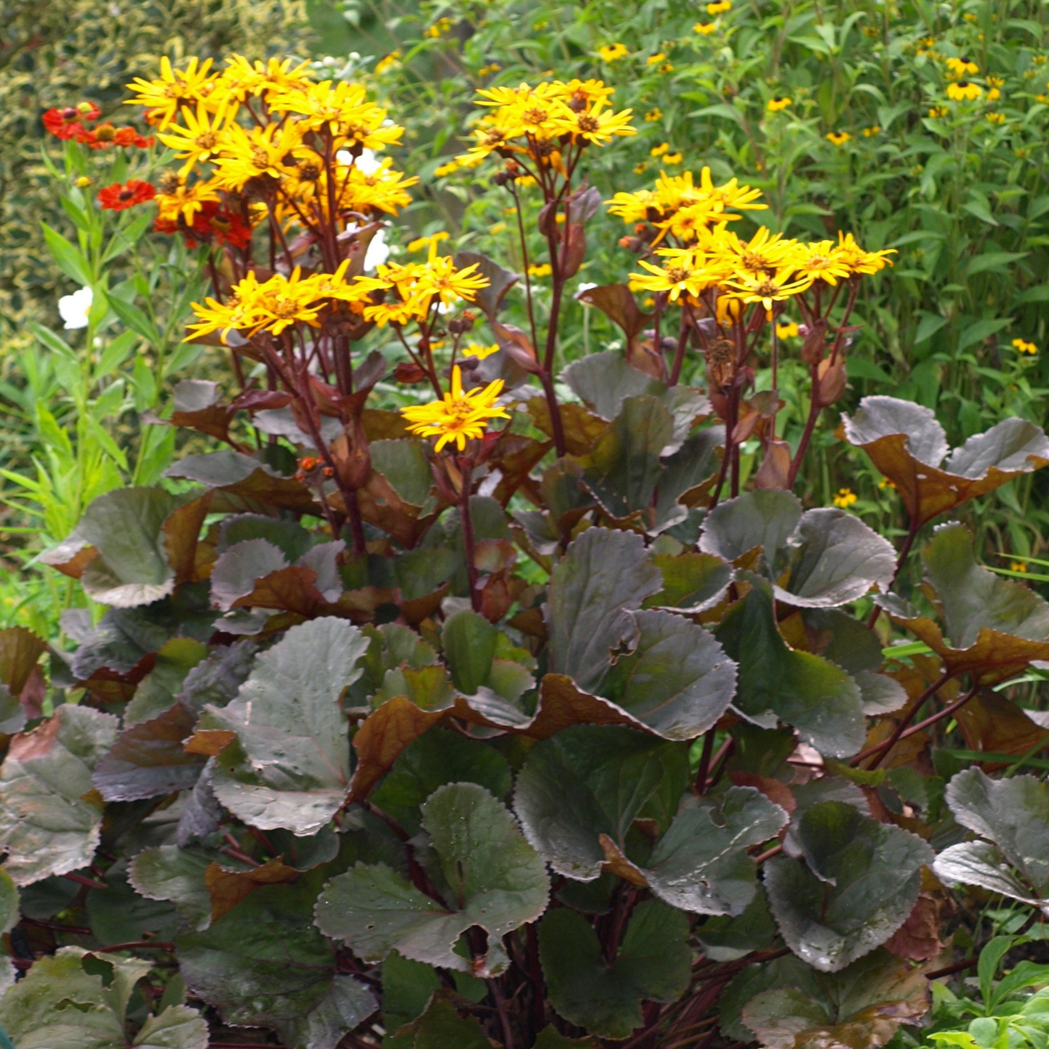 Passion Vivaces Ligularia desdemona Britt Marie plante pot 1L