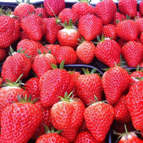 Bakker Fraisier Lambada plant potager sucré 10 racines nues