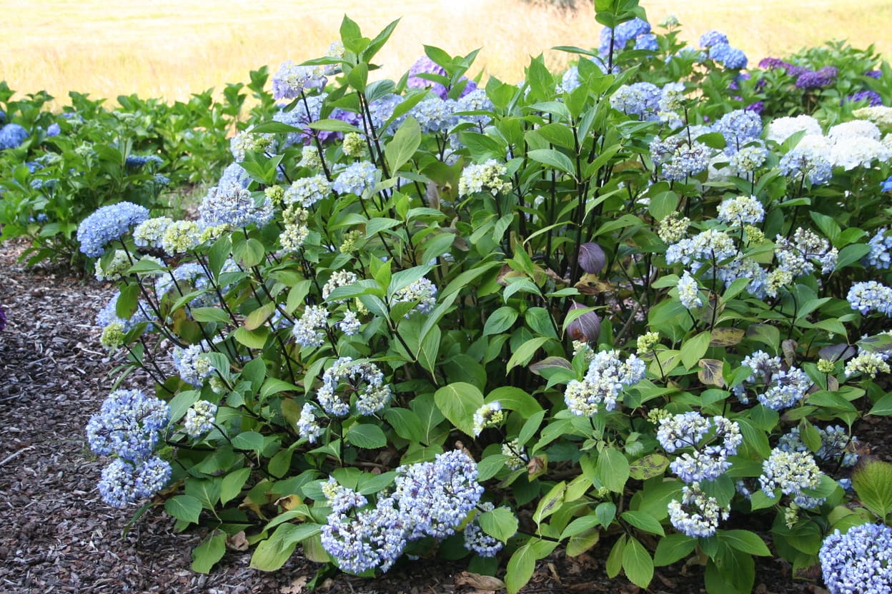 Les Hortensias du Haut Bois Nigra hortensia tiges noires rose