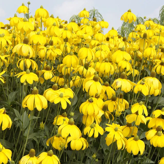 Bakker Herbstsonne rudbeckia jaune pot 9cm 150cm