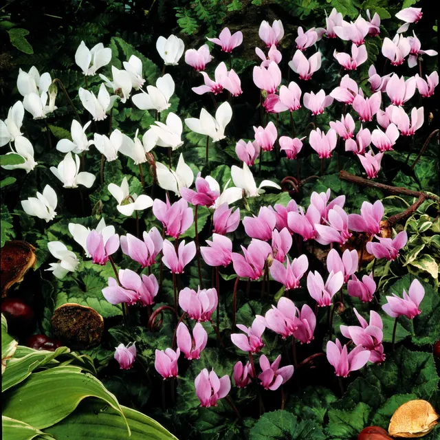 Bakker Cyclamens de Naples bulbes lot 5 mélange