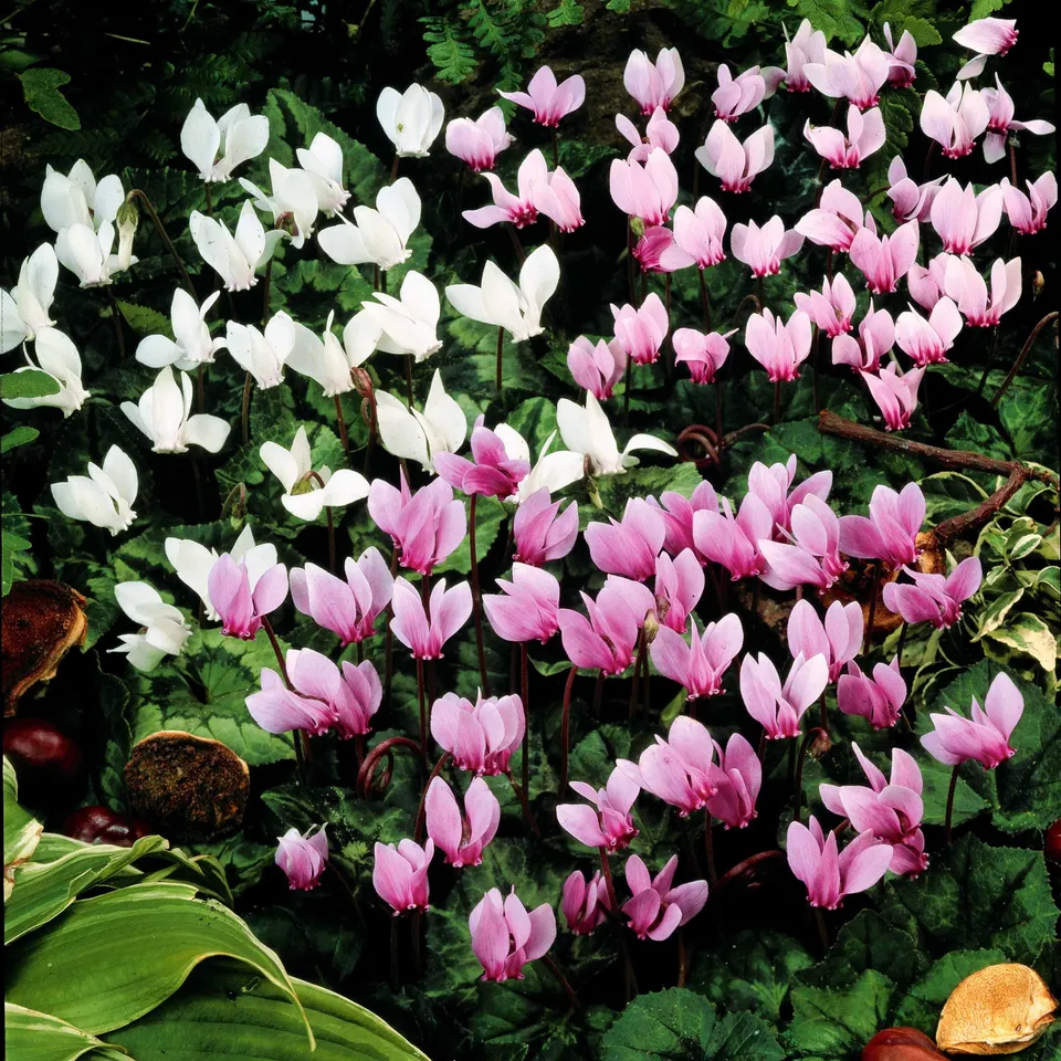 Bakker Cyclamens de Naples bulbes lot 5 mélange