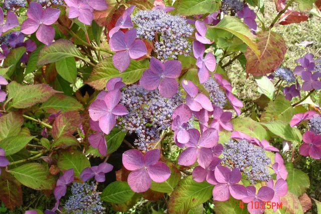 Les Hortensias du Haut Bois Fischers Silberblau hortensia plat bleu