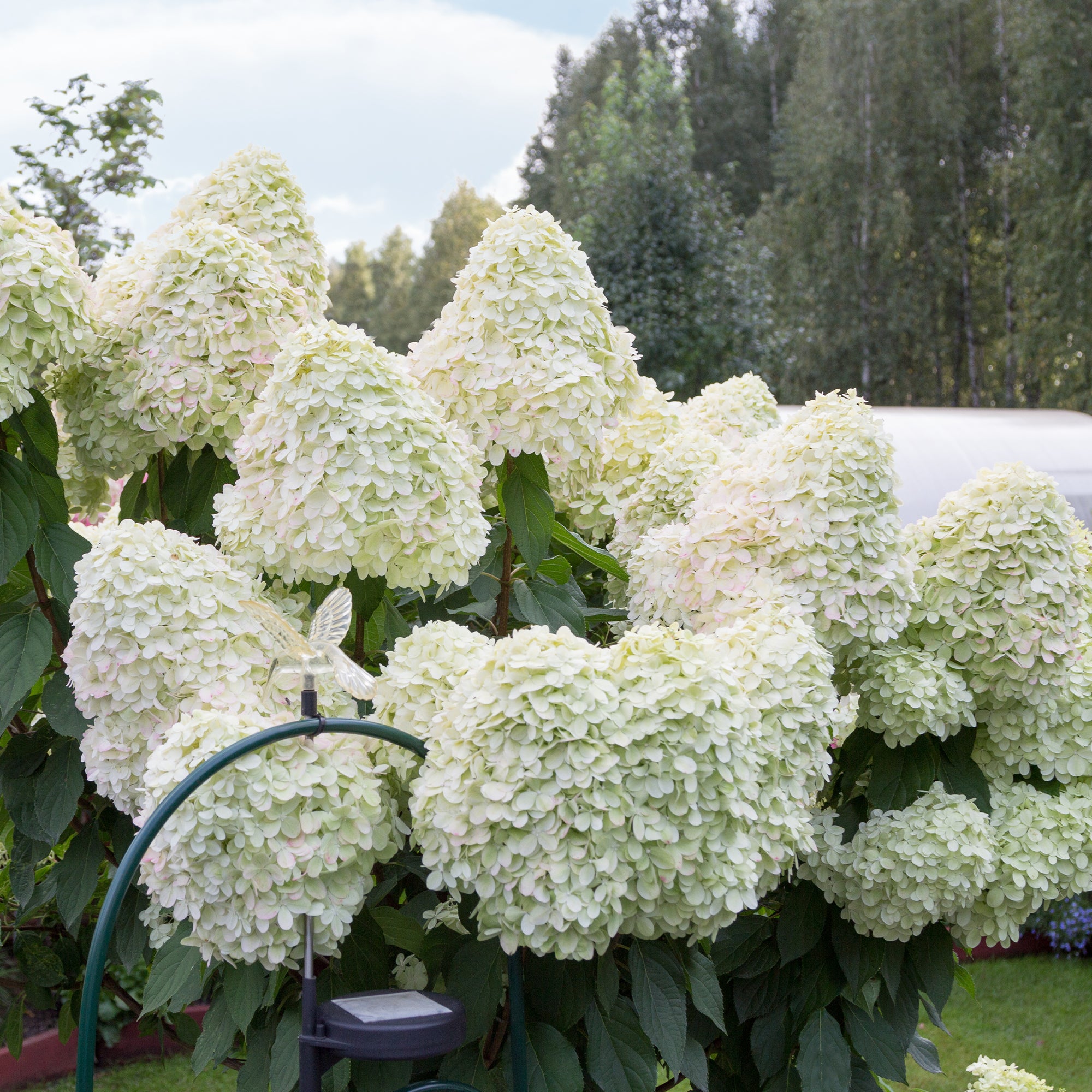 Bakker Hercules hortensia paniculé pot 9cm fleurs blanc rose