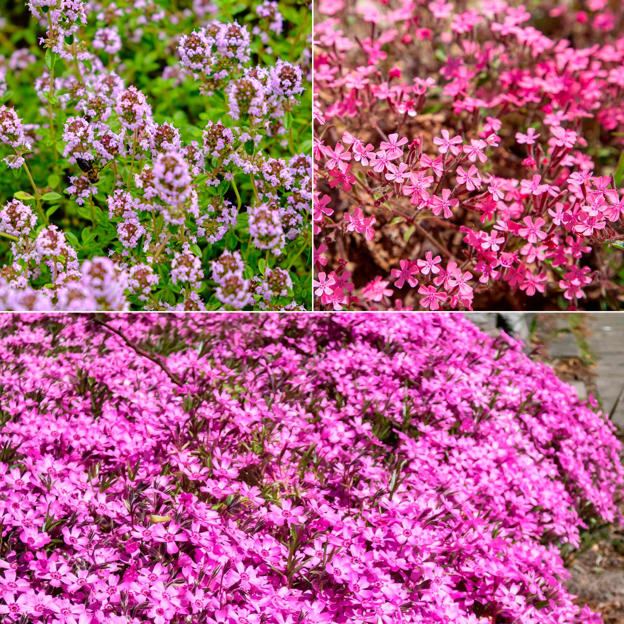 Bakker Tapis fleuri rose vivaces couvre-sol 3 pots Ø9cm