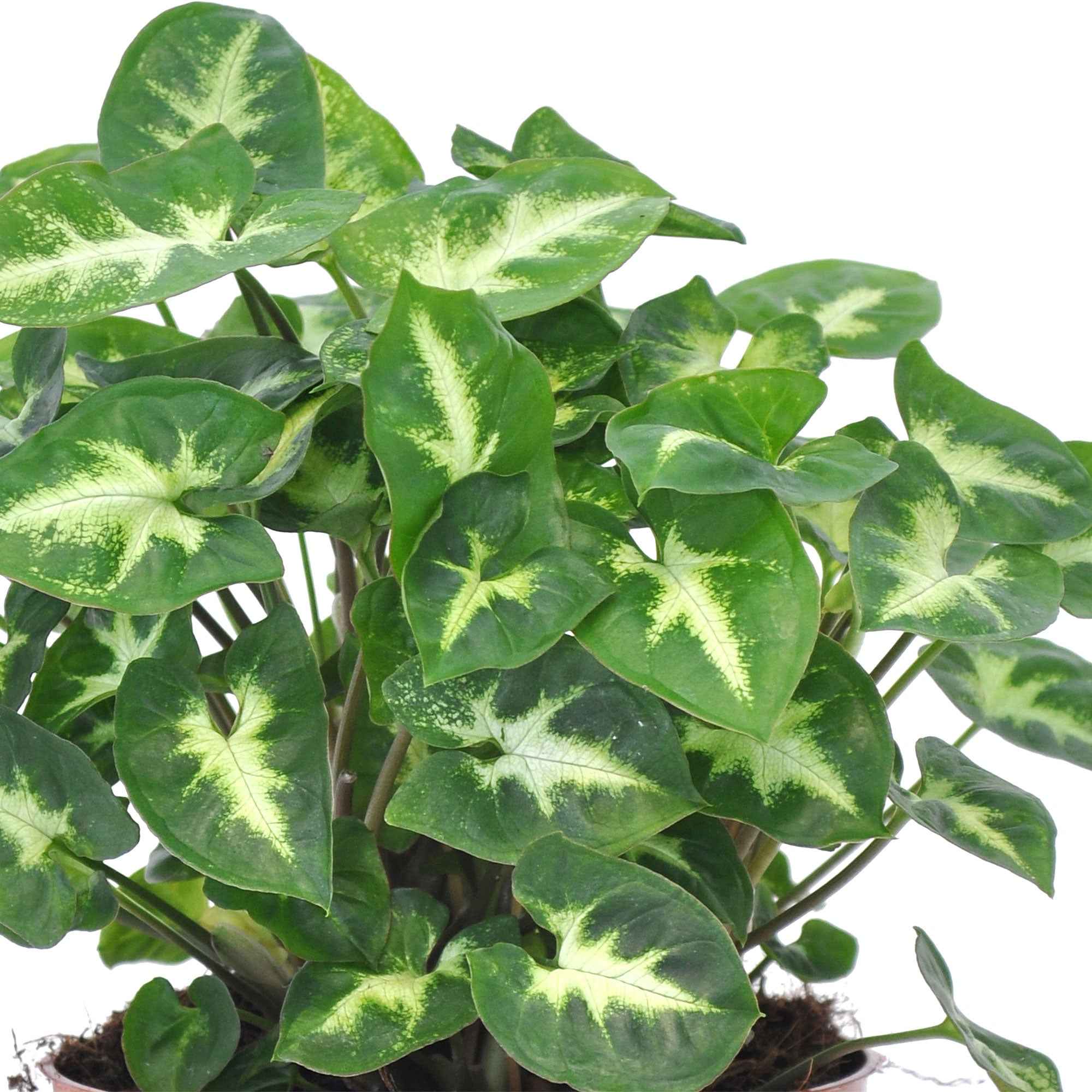 Bakker Syngonium Pixie plante verte pot 12cm