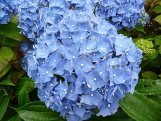 Les Hortensias du Haut Bois La France Hortensia Macrophylla Godet