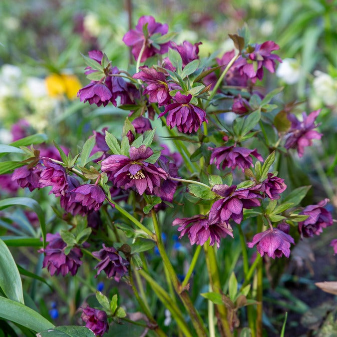Bakker Ellen 2 Hellébores Orient doubles violettes pot