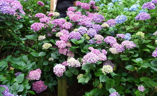Les Hortensias du Haut Bois Vespa hortensia macrophylla fleurs rondes godet