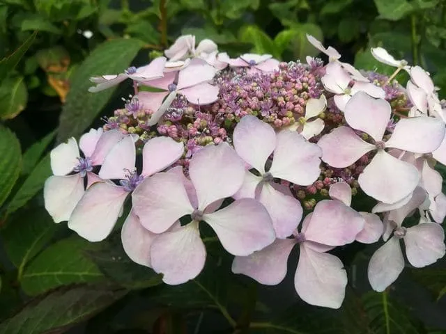 Les Hortensias du Haut Bois Davidii hortensia plates godet
