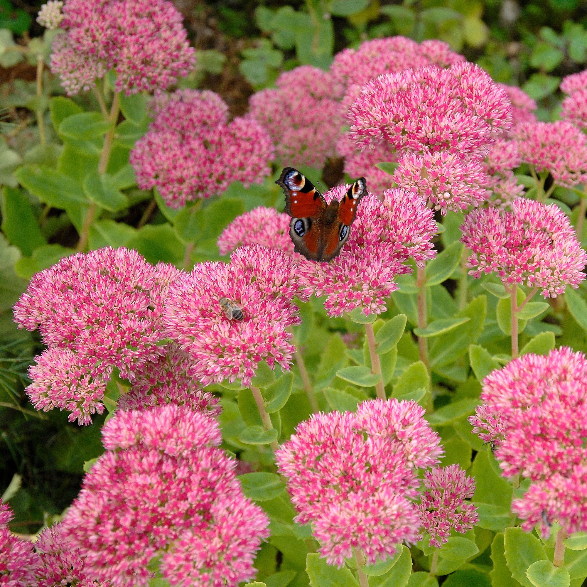 Bakker Sedum spectabile Orpin d'automne vivace rose pot 9cm