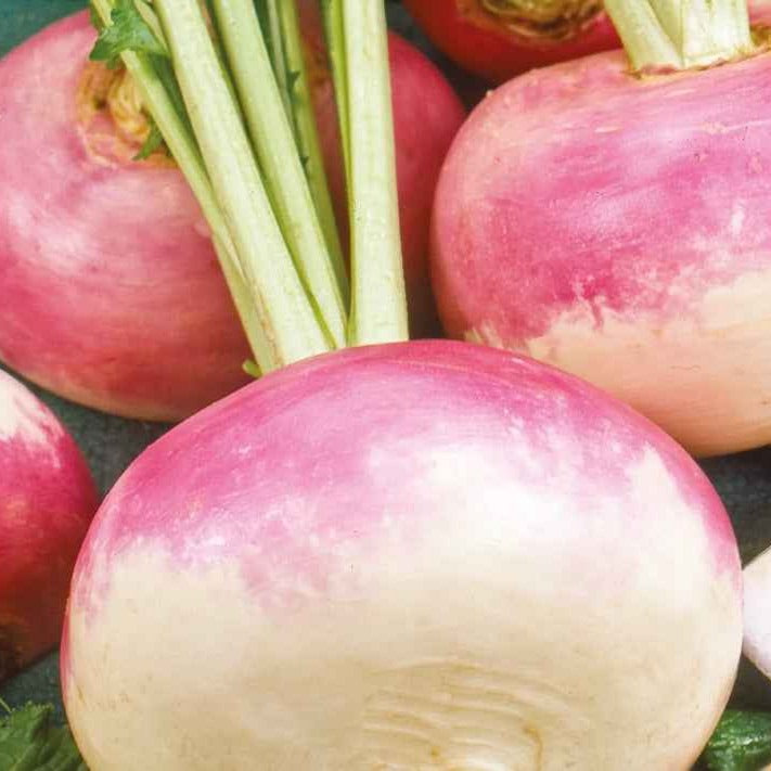 Bakker Potager Navet De Milan Bio graine sachet 4g précoce