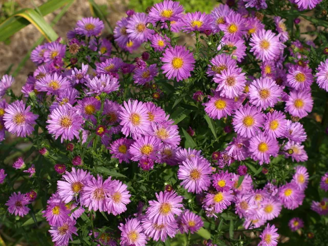 Passion Vivaces Aster Herbstgrüss Bresserhof vivace godet rose