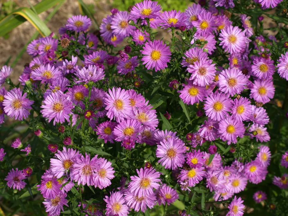 Passion Vivaces Aster Herbstgrüss Bresserhof vivace godet rose
