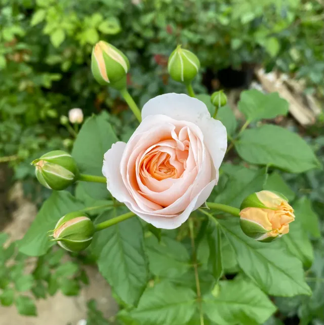 Michel Adam Trésor Adafloblanc rosier buisson crème agrumes