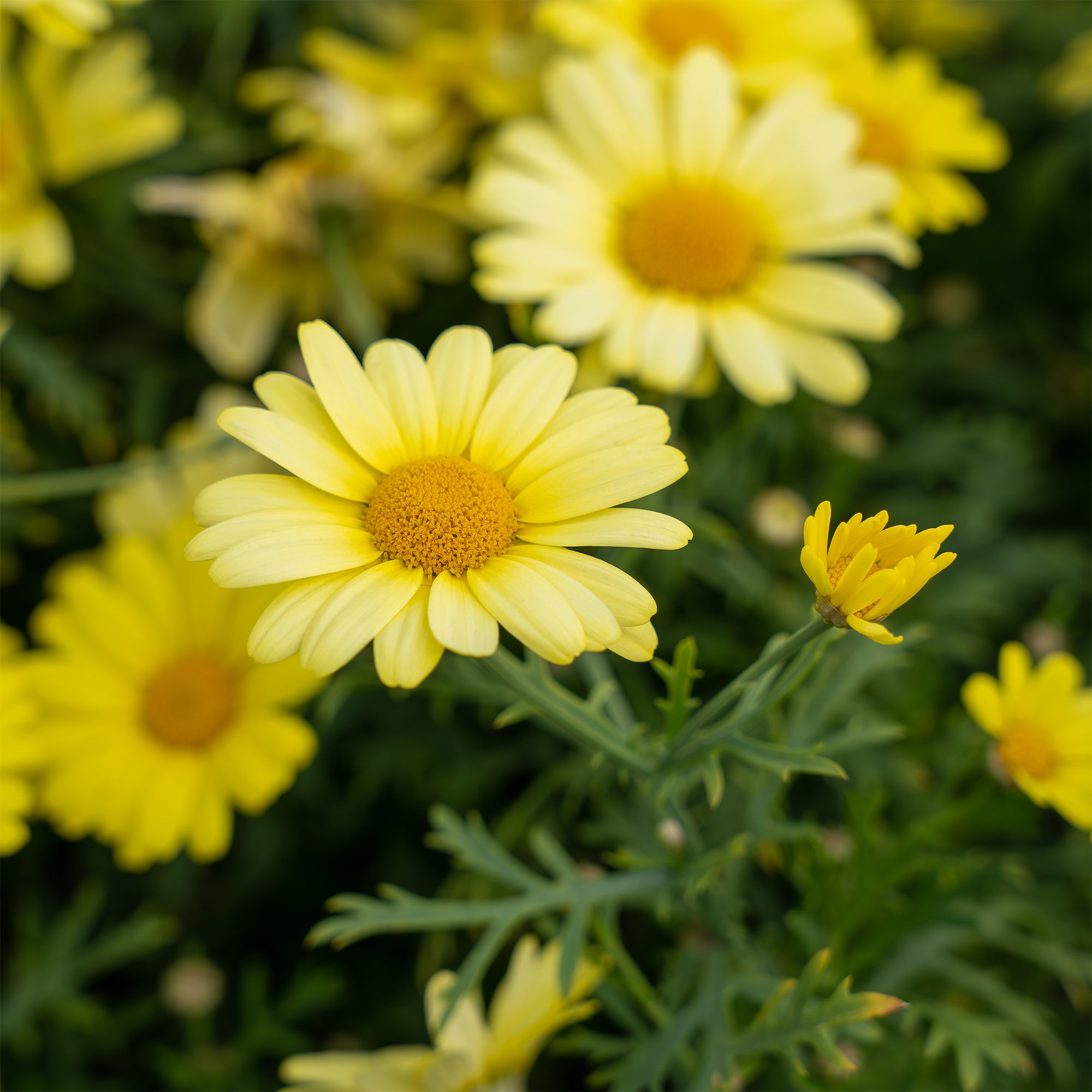 Bakker Argyranthemum Grandaisy Gold marguerite jaune pot 10,5cm