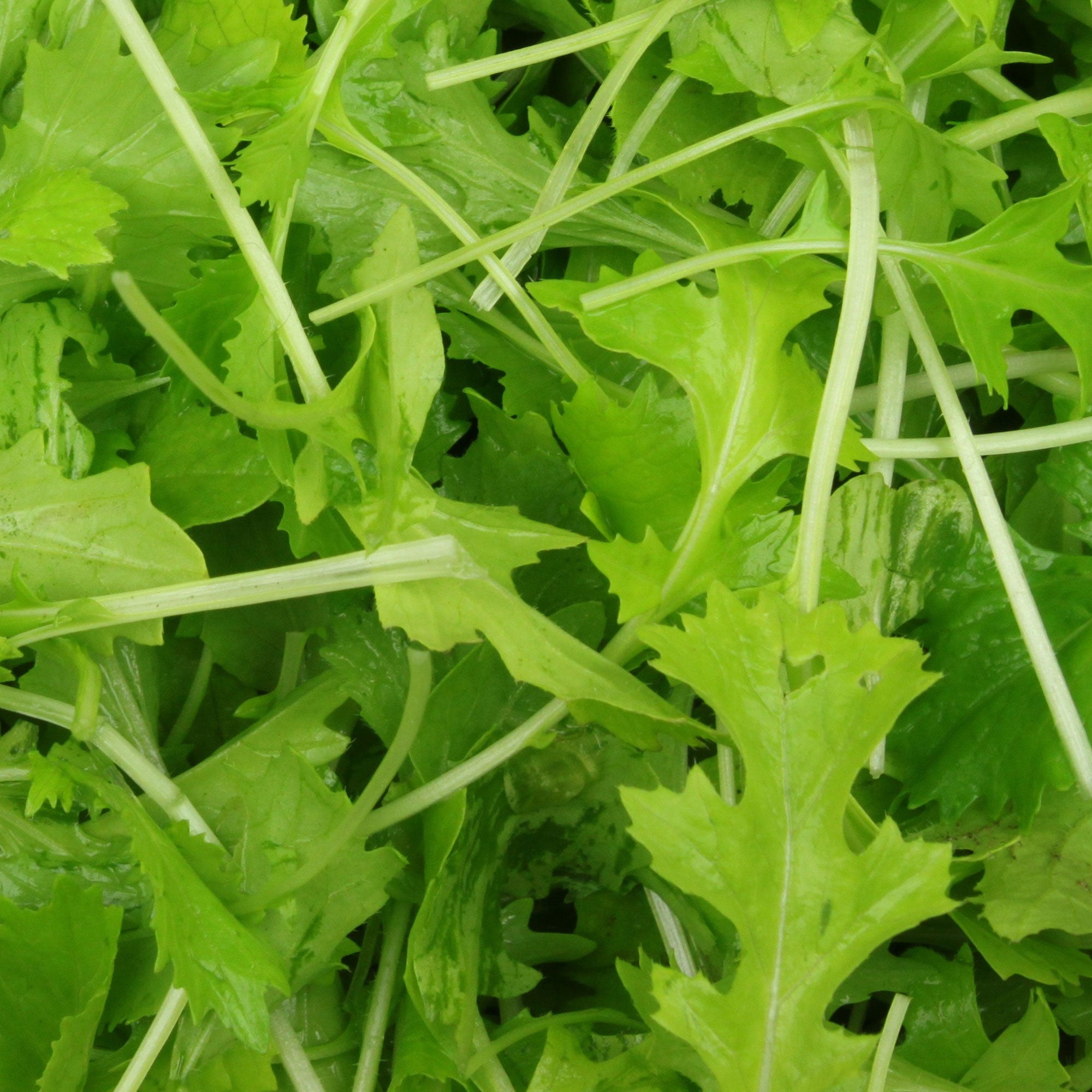 Bakker Potager et Graines Pousses de navettes Mesophylla Bio graines sachet 3g