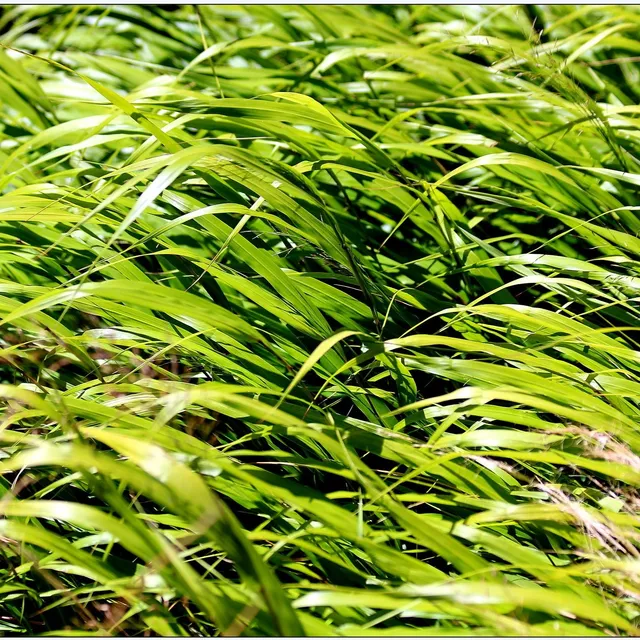 Passion Vivaces Hakonechloa Macra graminée pot 1L verte