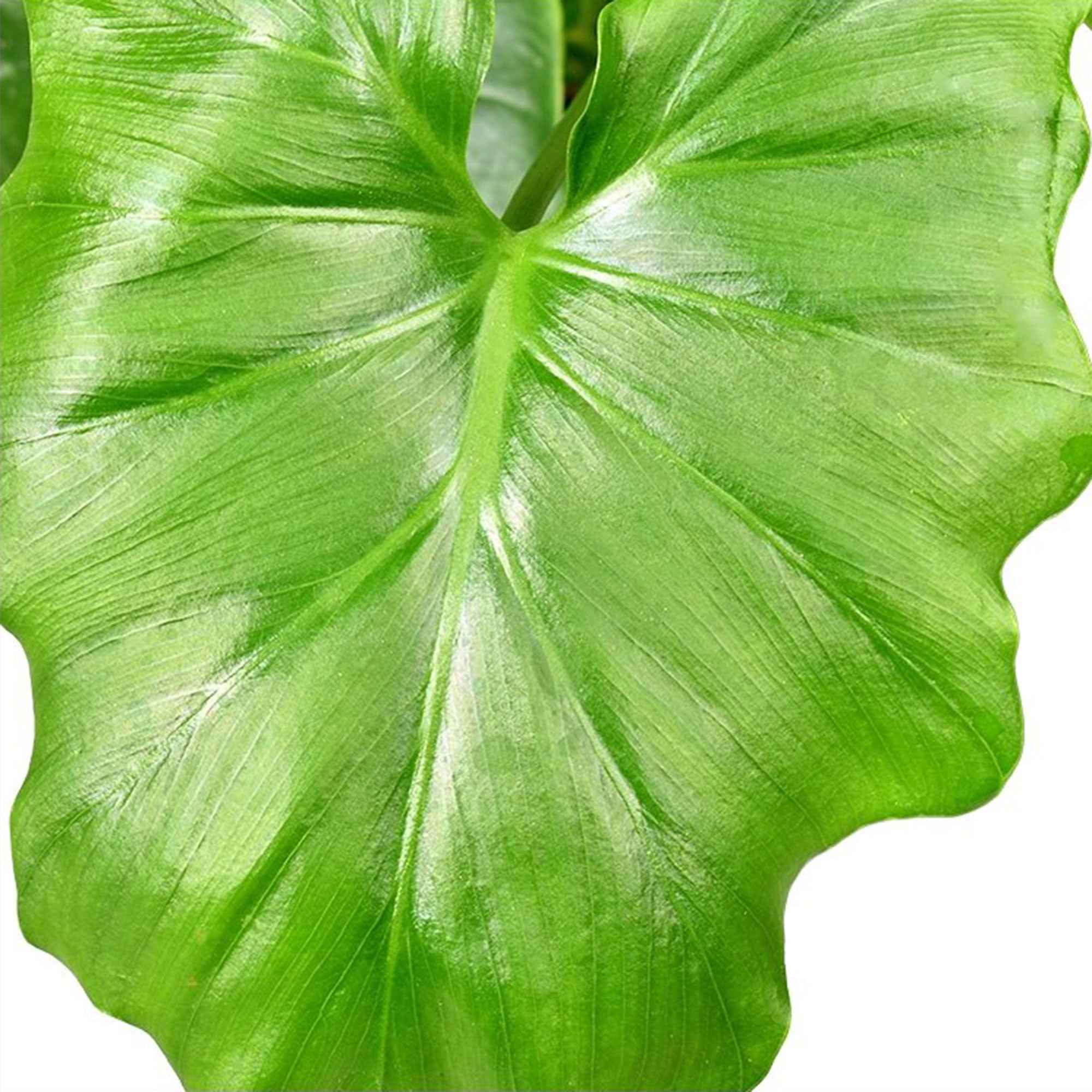 Bakker Monstera Shangri La philodendron pot 14 cm