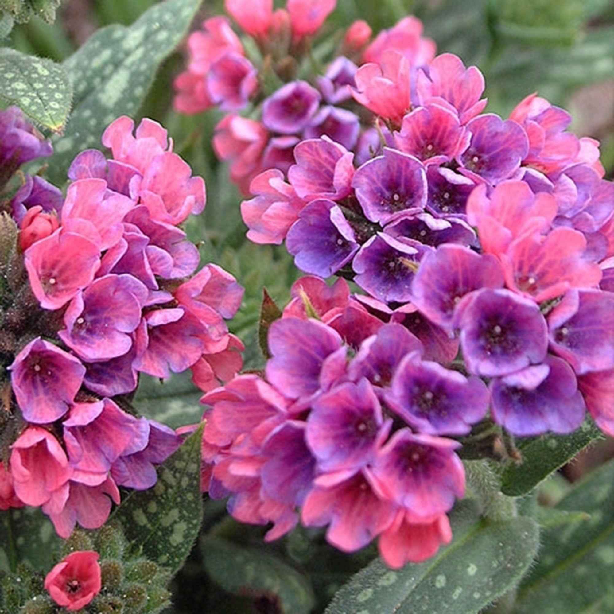 Bakker Pulmonaria Raspberry Splash vivace pot fleurs roses ombre