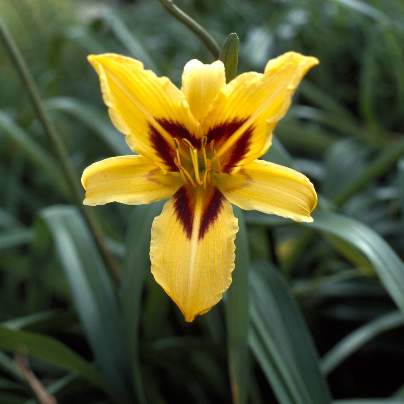 Bakker Hémérocalle Bonanza vivace jaune pot Ø 9 cm