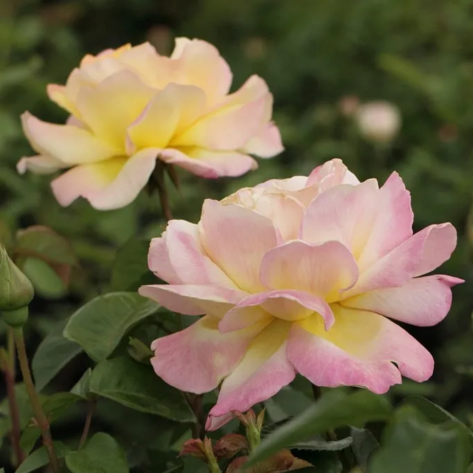 Bakker Mme A. Meilland rosier parfumé pot 4L crème