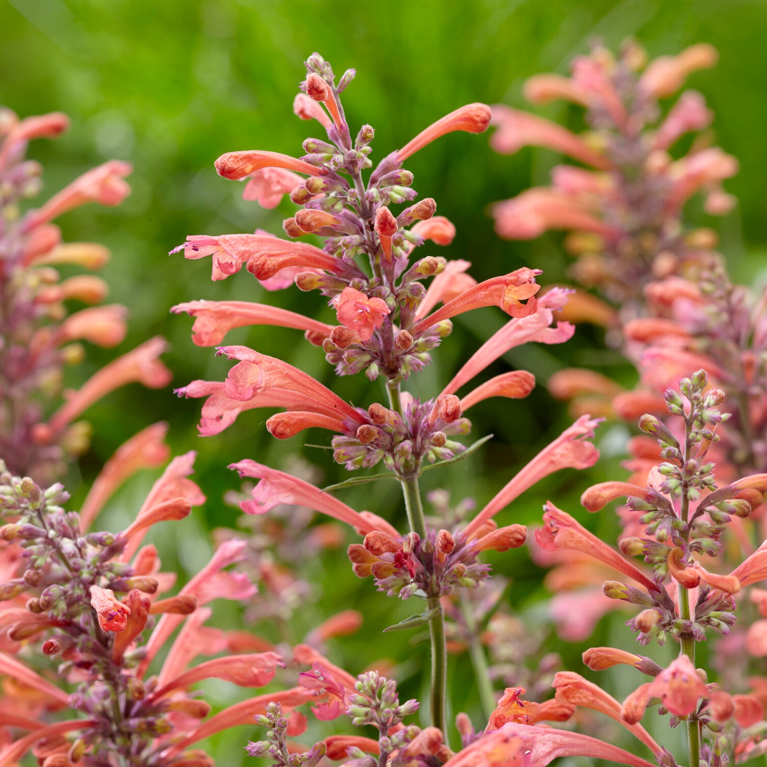 Bakker Agastache Kudos Coral plante vivace pot 9cm corail