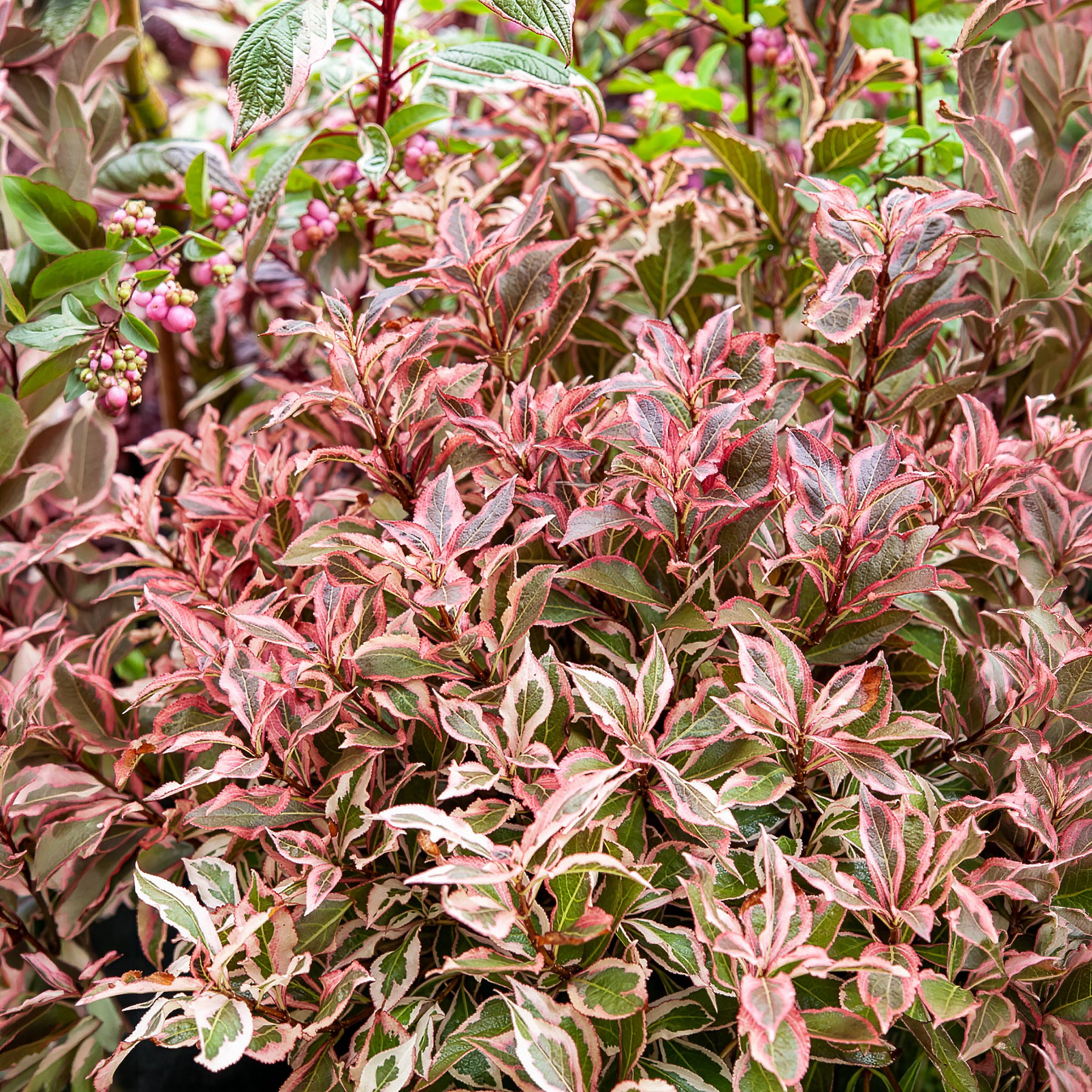 Bakker Weigélia Monet arbuste panaché pot 4,5L rose