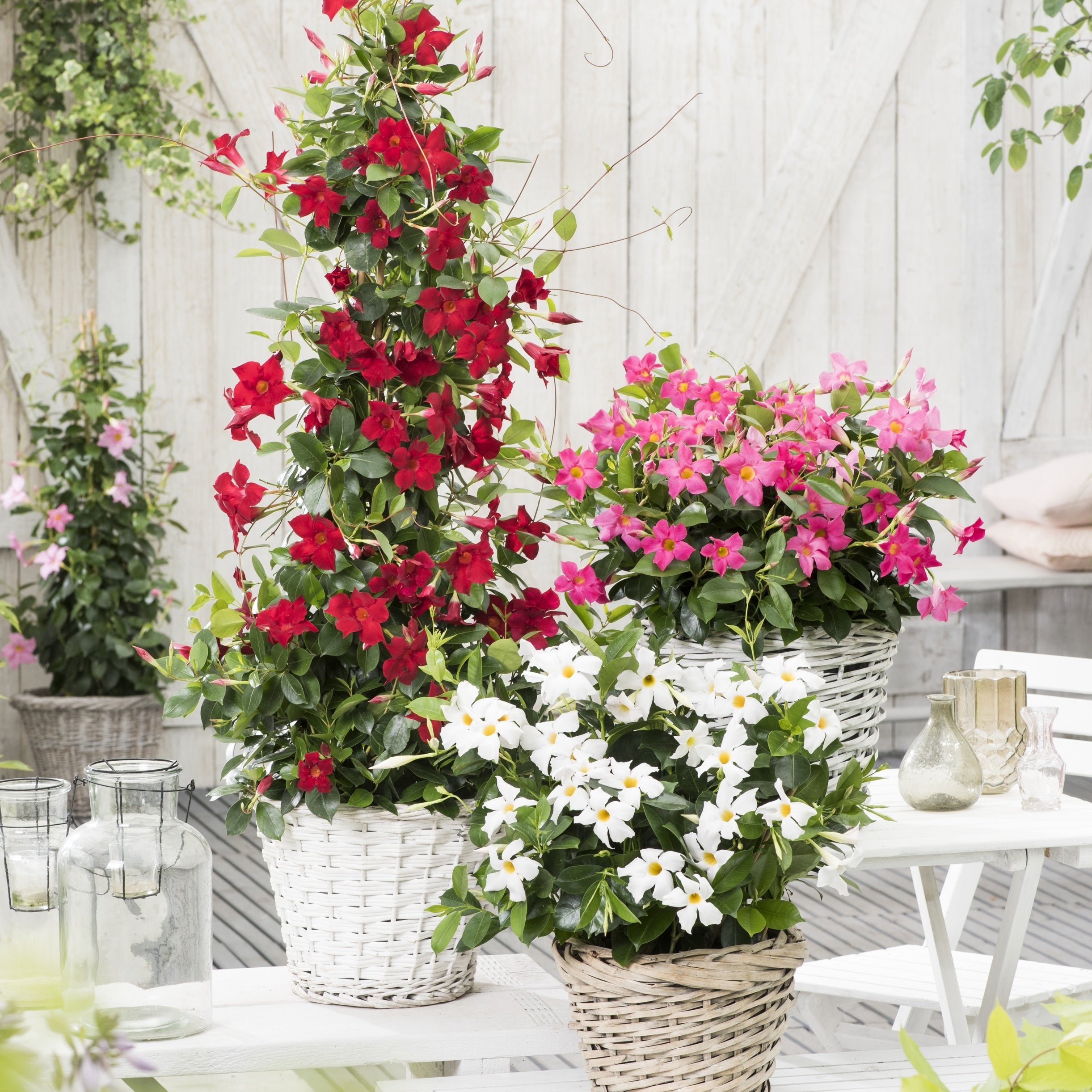 Bakker Dipladénia rouge Mandevilla pot 10,5cm floraison mai-oct